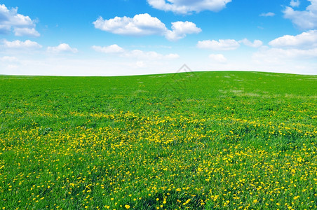 dandelion田地和天空图片