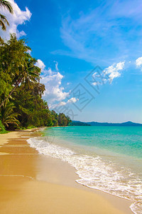 美丽的海滩和热带棕榈滩图片