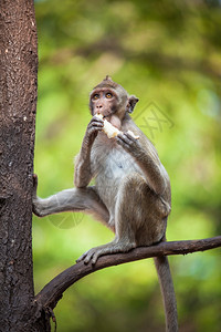 吃香蕉猴子猴子背景