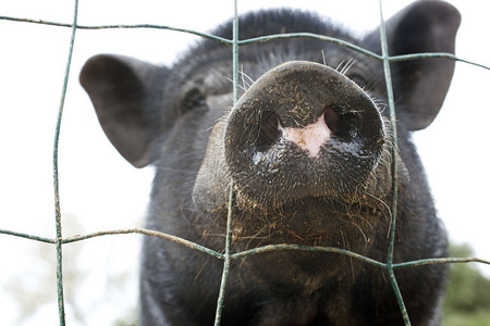 黑猪在栅栏后面的肖像图片