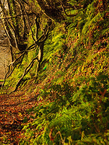 秋天之路爱尔兰科克镇公园路秋天森林的景观美丽橙色落叶图片