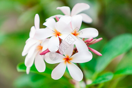 小白花图片