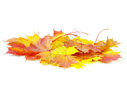 秋天的叶在白色上被孤立自然的高清图片素材