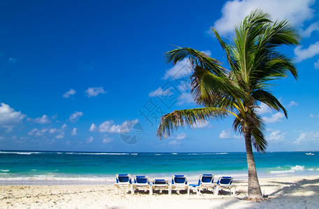 棕榈树下沙滩椅图片