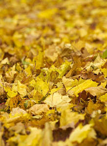 秋天公园中多彩的叶子图片