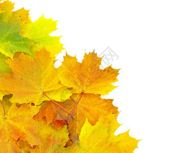秋天的绿叶在白色上被孤立自然的高清图片素材