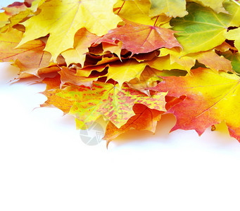 秋天的绿叶在白色上被孤立装饰高清图片素材