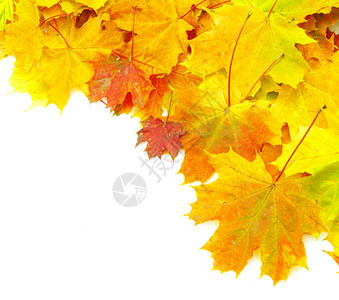 秋天的叶在白色上被孤立丰富多彩的高清图片素材