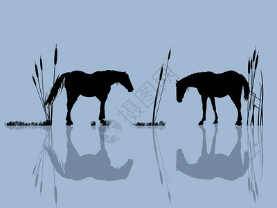 水中野生马剪影背景图片