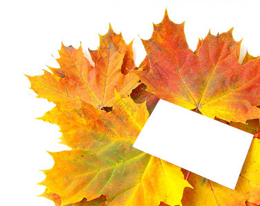 秋天的绿叶在白色上被孤立红色高清图片素材