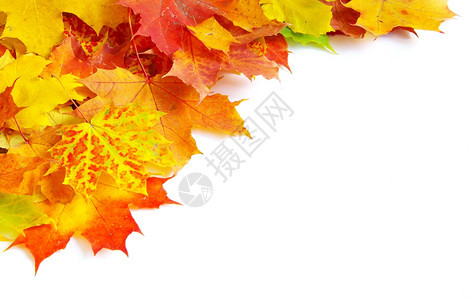 秋天的绿叶在白色上被孤立黄色的高清图片素材