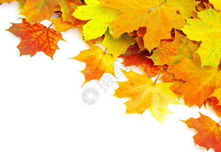 秋天的绿叶在白色上被孤立树高清图片素材