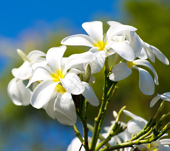 新鲜盛开的白花骨朵图片