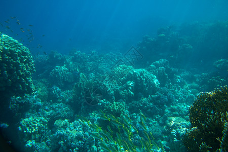 红海珊瑚和鱼图片
