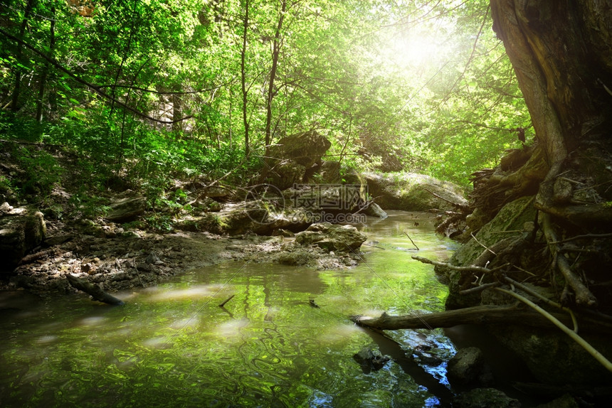 木林中的溪水图片