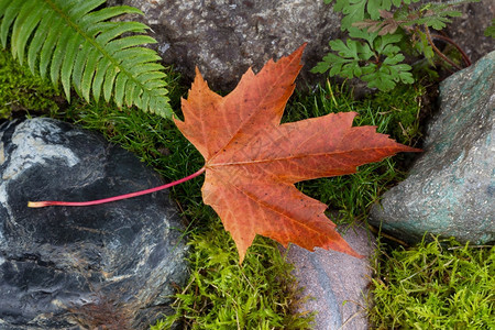 岩石和苔的秋色落叶图片