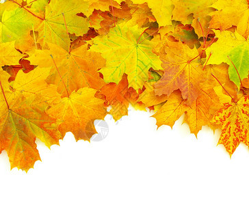 秋天的绿叶在白色上被孤立自然高清图片素材