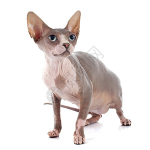 白色背景面前的无毛猫Sphynx图片