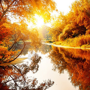 在阳光明媚的日落一片美丽的秋天森林中图片