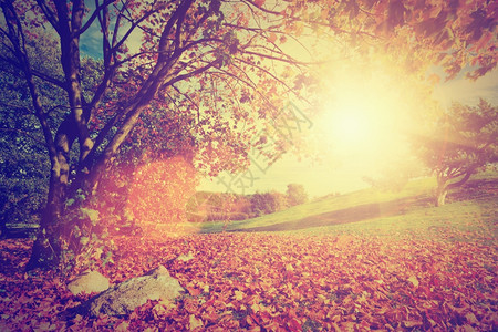 秋天的风景与一棵树阳光照耀着多彩的叶子图片
