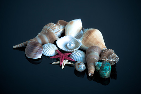 海贝壳收集图片