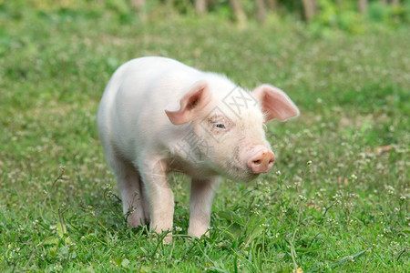 猪在春青绿草上图片