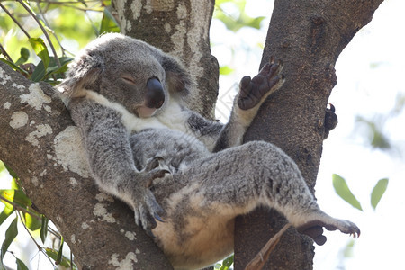Koala在树上放松澳大利亚昆士兰州图片