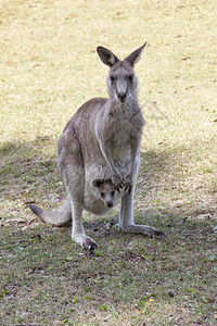 澳大利亚新南威尔士州澳大利亚红袋鼠母亲和Joey图片