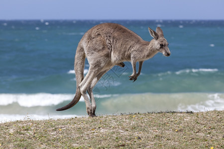 在澳洲新南威尔士州德布海滩的上跳跃红袋鼠图片