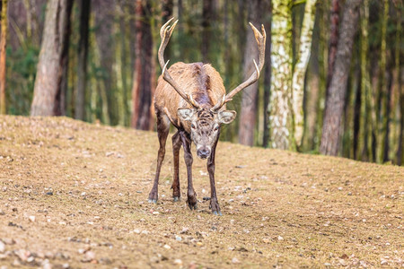 秋天的成年雄红鹿群落下森林自然环境中的动物大自然中的美貌背景图片
