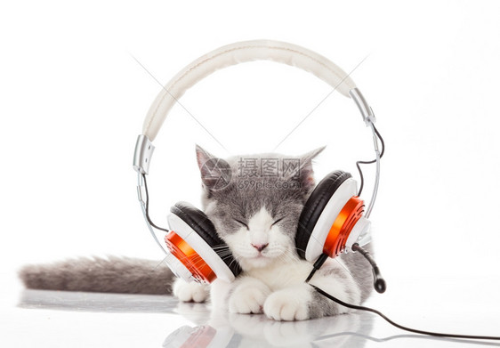 小猫和耳机用听音乐图片