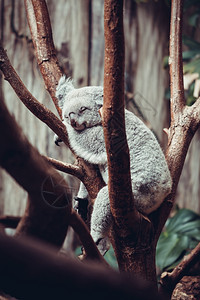 澳大利亚Koala熊睡在树干上Koala在澳大利亚Eucalyptus树上放松图片