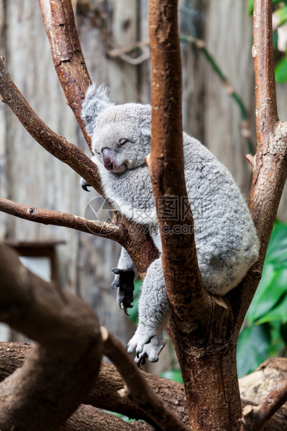 澳大利亚Koala熊睡在树干上Koala在澳大利亚Eucalyptus树上放松图片