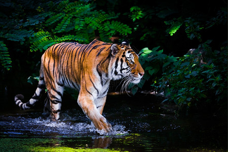 老虎在水中苏门答腊岛高清图片