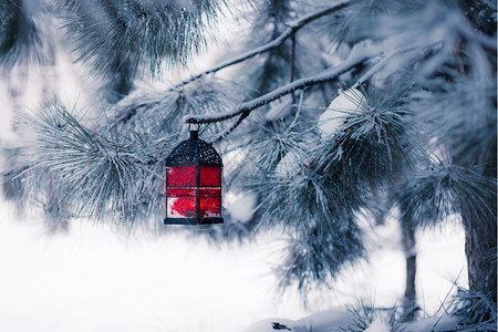 雪树上的红灯笼图片