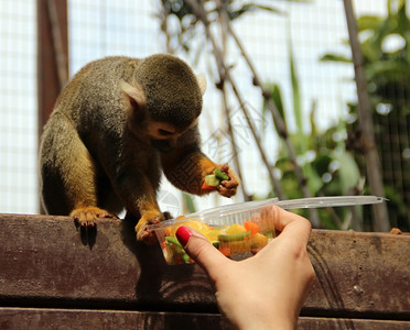 扎叶巴寺有趣的猴子吃着女孩手食物背景