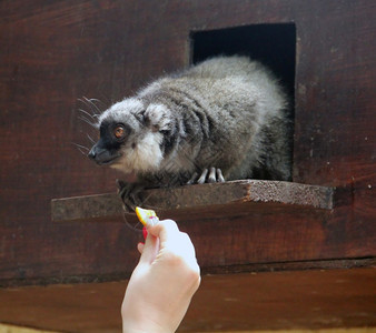 有趣的狐猴吃食物从女孩的手中图片