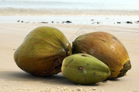 椰子冲上海浪岸图片