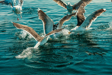 动物的自然和行海鸥在水中为食物而战图片