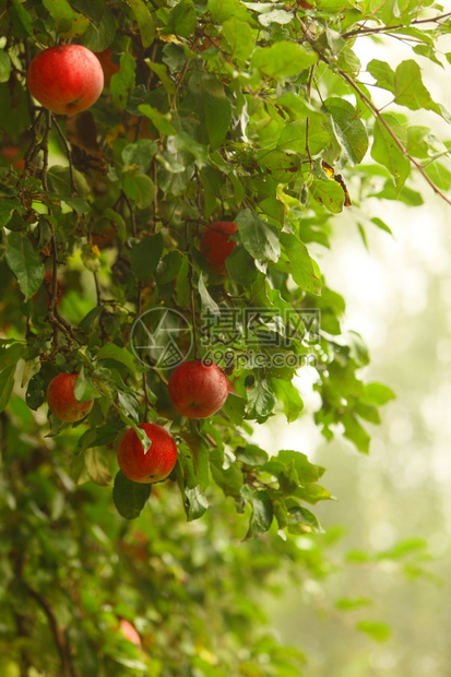 树上生长的苹果实红苹天然产品图片