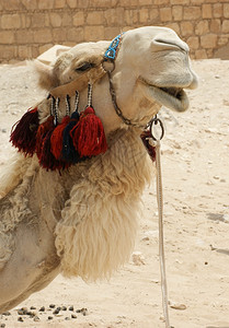 骑着骆驼的划线图片