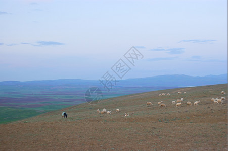 牧羊群山图片