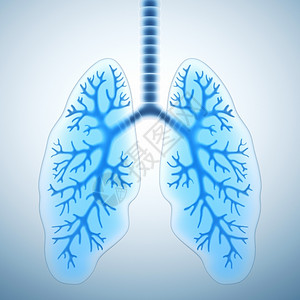 健康肺图片