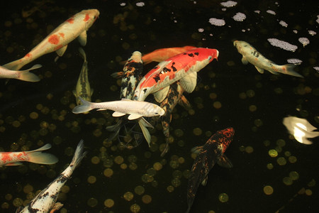 日本鱼在水族馆游泳红装饰鱼和硬币在蓄水池中象征着日本的好运和繁荣图片
