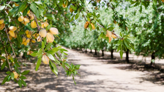 农民和s果园中仍在生长的健康原始坚果图片