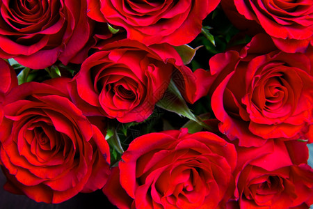 红天然玫瑰背景图片