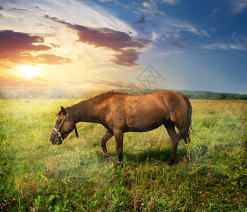 日出时在牧场上骑着美丽的马图片