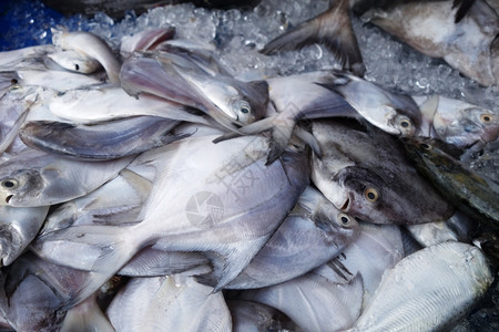 在新鲜市场销售的冰层覆盖着波夫雷特鱼群海鲜高清图片素材