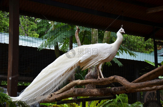 白孔雀站在树枝上的照片图片