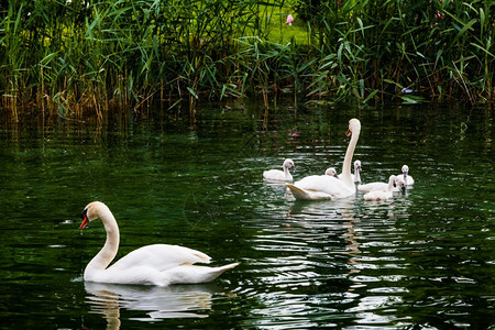 安静的天鹅家庭美丽的小天鹅在湖里图片